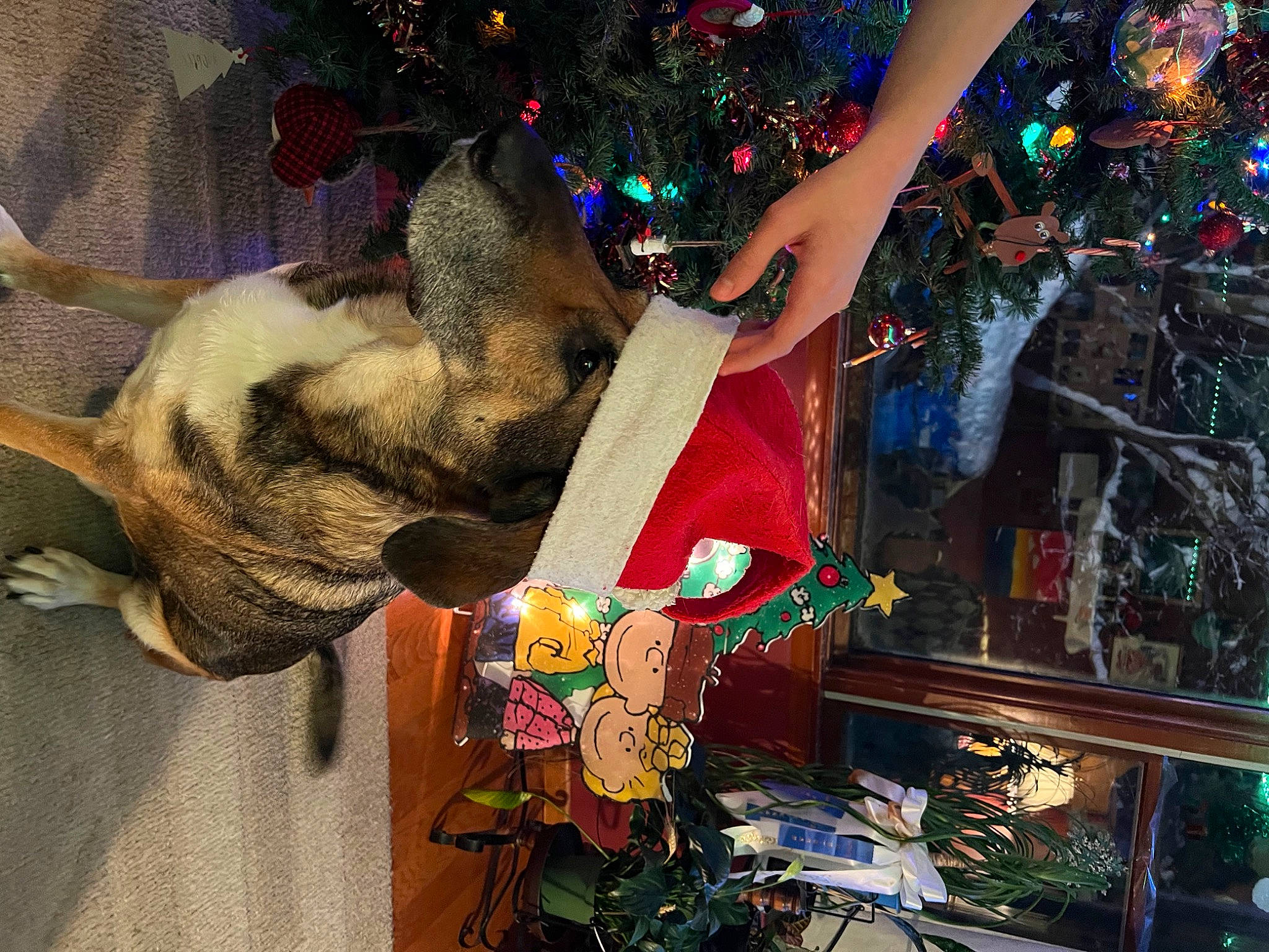 Aries is registered to the contest to win money with this photo: carmine, christmas, christmas_decoration, christmas_ornament, christmas_tree, domestic_short_haired_cat, event, fawn, felidae, fun, fur, holiday, holiday_ornament, ornament, plant, small_to_medium_sized_cats, tail, tradition, tree, whiskers