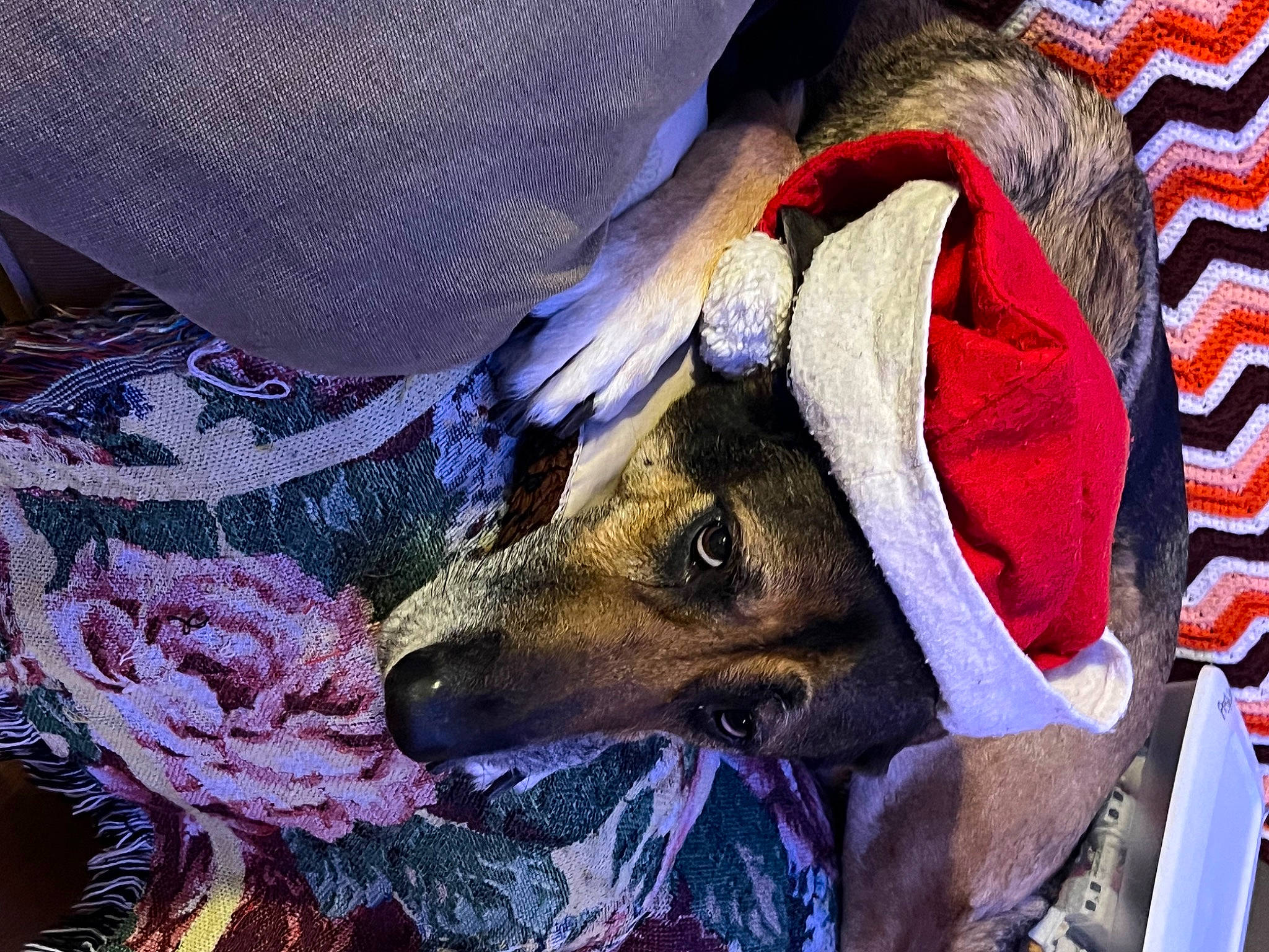 Aries is registered to the contest to win money with this photo: art, canidae, carmine, carnivore, dog, dog_breed, dog_clothes, dog_supply, electric_blue, event, fawn, fictional_character, fur, hat, pattern, purple, snout, sporting_group, wildlife, working_animal