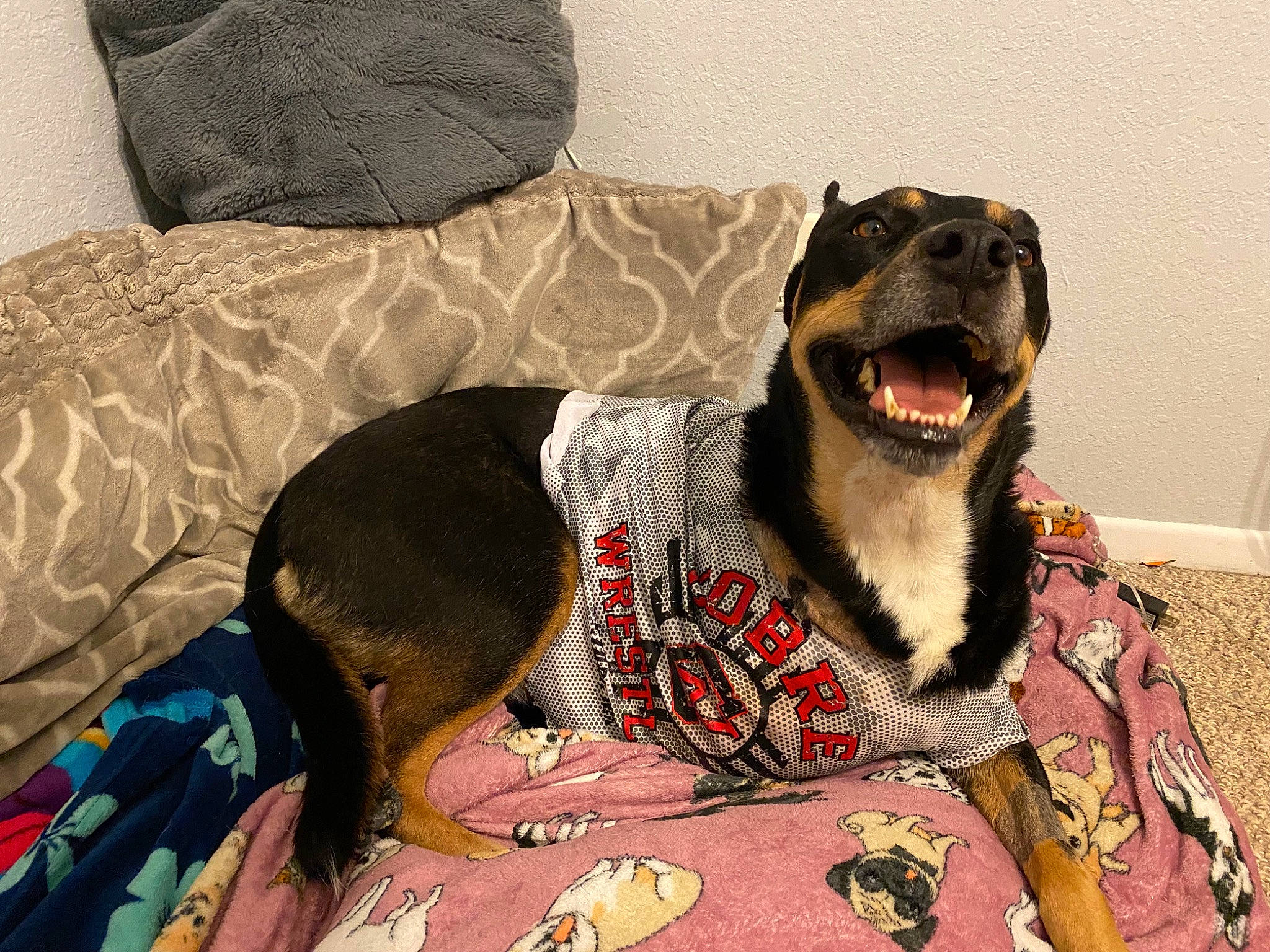 Zoey joined the competition — help win amazing prizes! bedding, canidae, carnivore, comfort, companion_dog, couch, dog, dog_breed, dog_supply, fang, fur, linens, pattern, sitting, sleeve, snout, sporting_group, terrestrial_animal, whiskers, working_animal