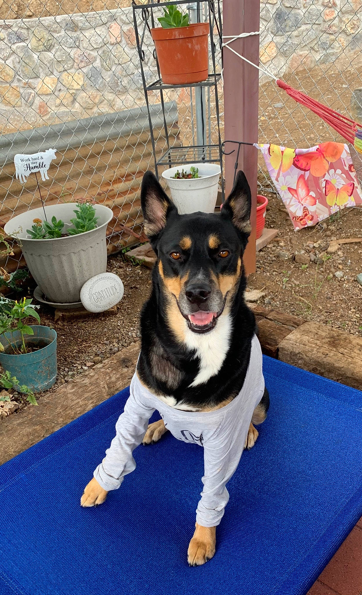 Zoey is registered to the contest to win money with this photo: canidae, carnivore, collar, companion_dog, dog, dog_breed, dog_collar, dog_supply, fence, flowerpot, houseplant, paw, plant, small_terrier, sporting_group, tail, terrier, toy_dog, working_animal, working_dog