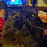 cat, black_cat, close_up, indoor, yellow_eyes, whiskers, pet, feline, curious, wide_eyes, face, fur, domestic_animal, animal, mammal, looking_up, household, blurred_background, television, cozy