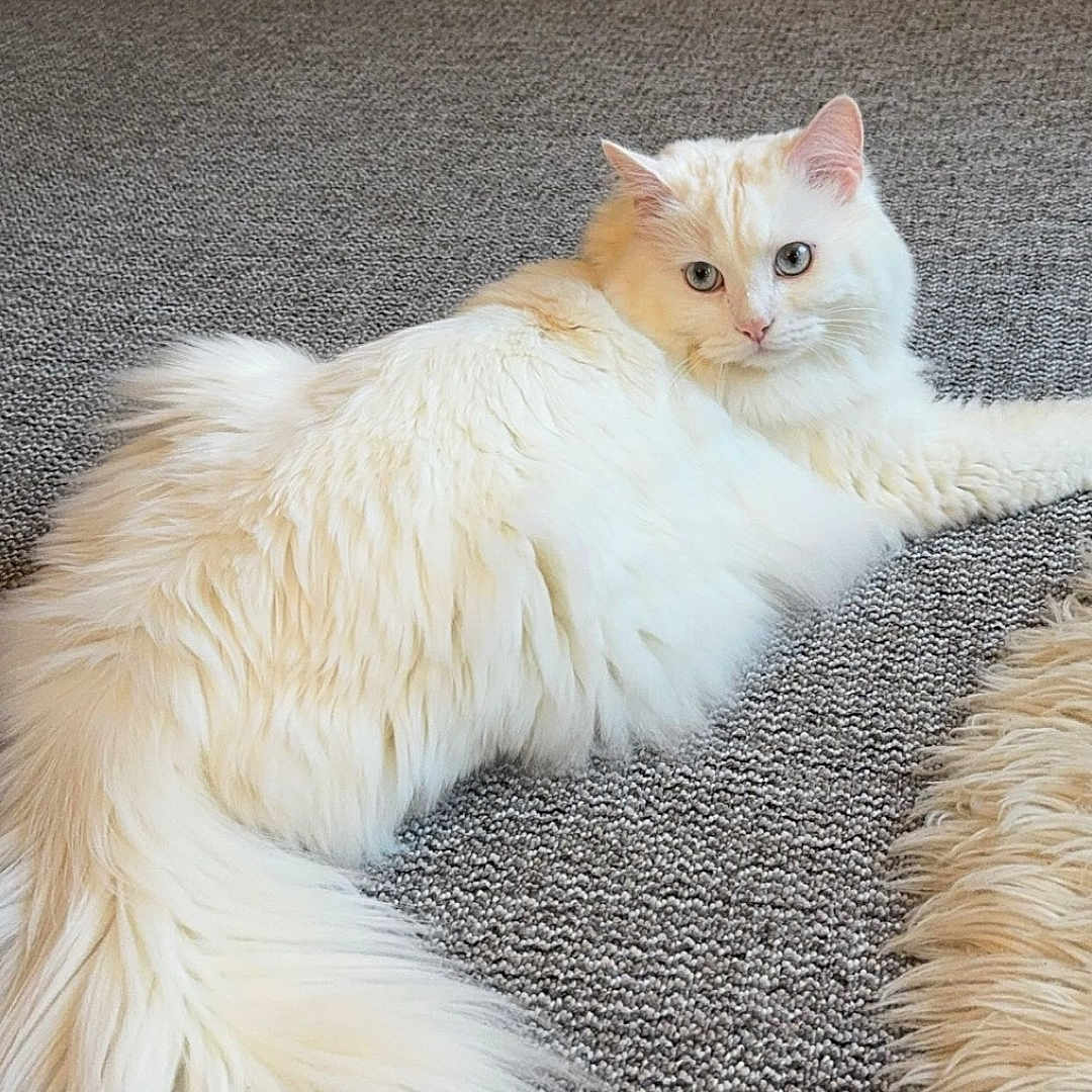 Snow is registered to the contest to win money with this photo: angora, animal, canine, cat, dog, face, hardwood, head, homedecor, indoors, interiordesign, kitten, manx, person, pet, photography, portrait, sleeping, whitedog, wood