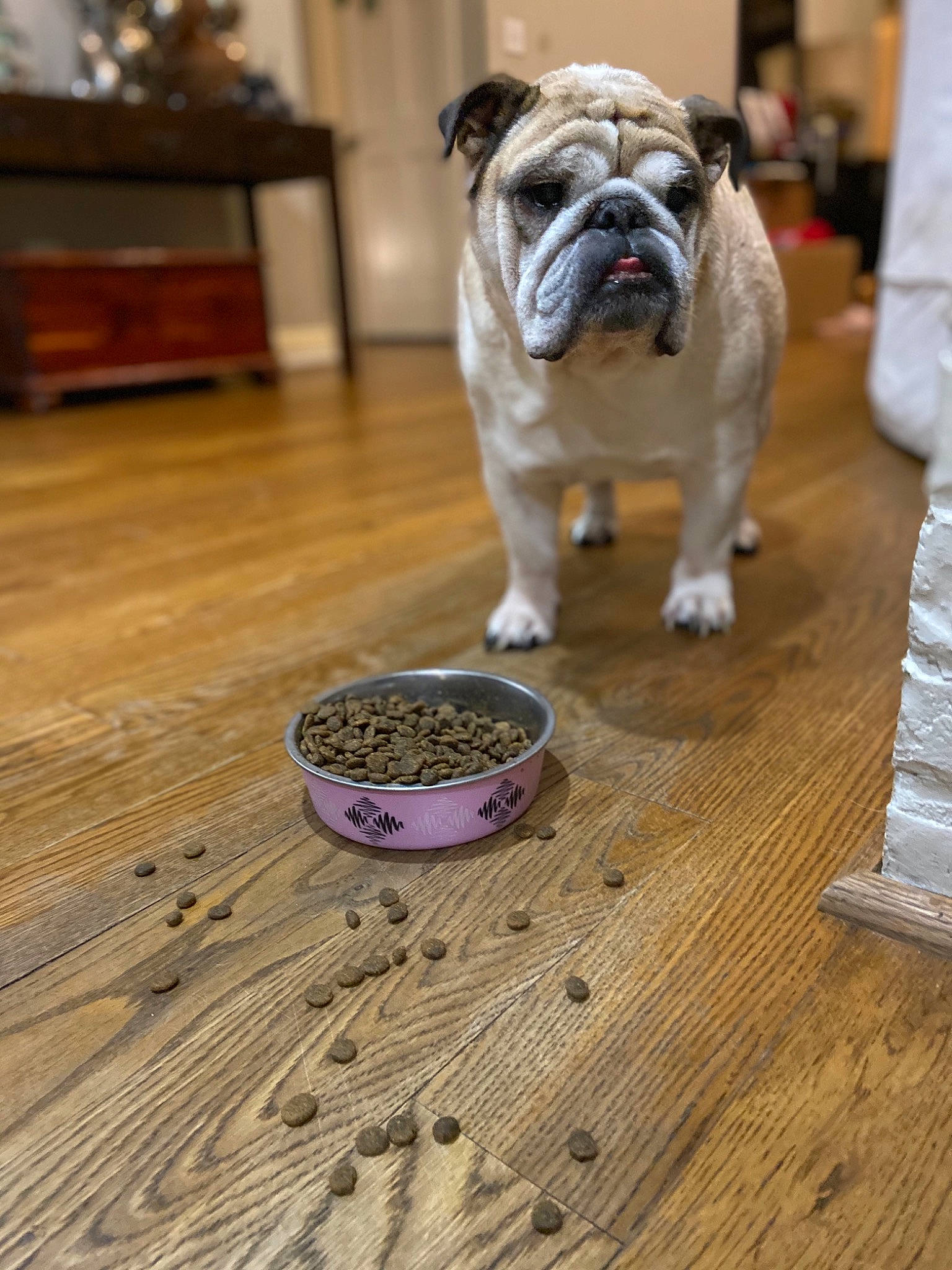 Bentley joined the competition — help win amazing prizes! australian_bulldog, british_bulldogs, bulldog, canidae, carnivore, companion_dog, dog, dog_breed, fawn, flooring, hardwood, mammal, non_sporting_group, old_english_bulldog, olde_english_bulldogge, pug, puppy, renascence_bulldogge, snout, toy_bulldog
