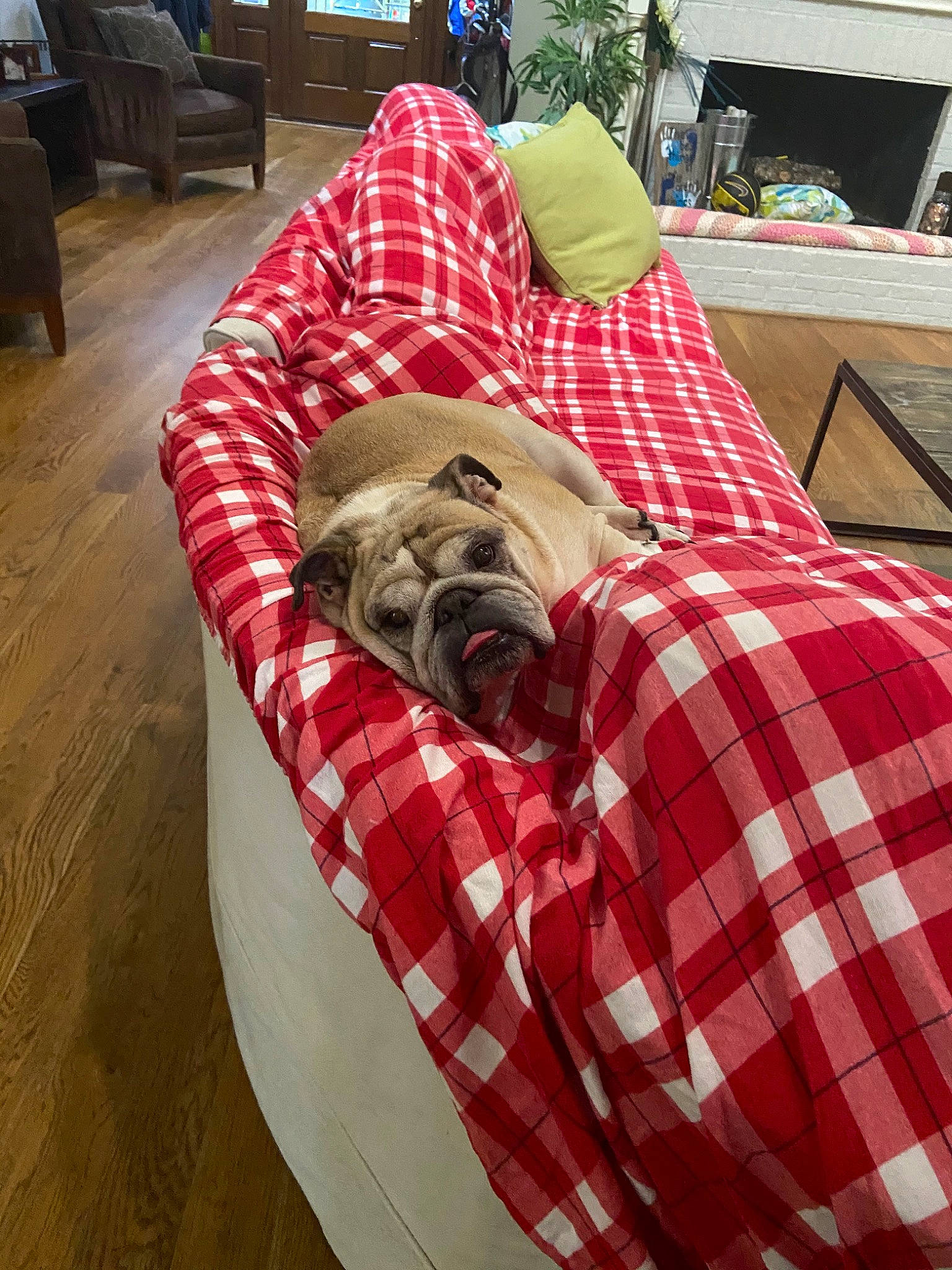 Bentley is registered to the contest to win money with this photo: bed_sheet, blanket, canidae, companion_dog, couch, dog_breed, fawn, furniture, linens, pattern, plaid, pug, room, textile