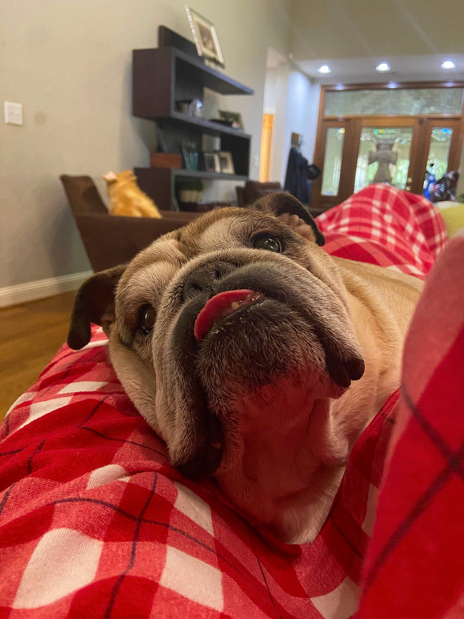 Bentley joined the competition — help win amazing prizes! canidae, carnivore, companion_dog, dog, dog_breed, fawn, fur, linens, non_sporting_group, old_english_bulldog, olde_english_bulldogge, pug, shar_pei, skin, snout, wrinkle