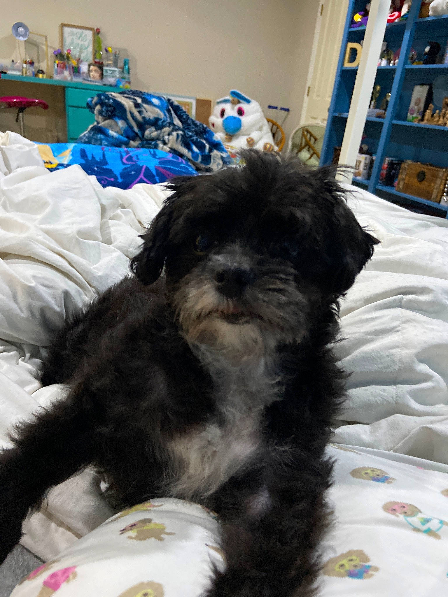 Lyla joined the competition — help win amazing prizes! affenpinscher, bolonka, canidae, carnivore, companion_dog, dog, dog_breed, havanese, kyi_leo, maltepoo, mammal, morkie, poodle_crossbreed, puppy, schnoodle, shih_poo, shih_tzu, tibetan_terrier, vertebrate, yorkipoo