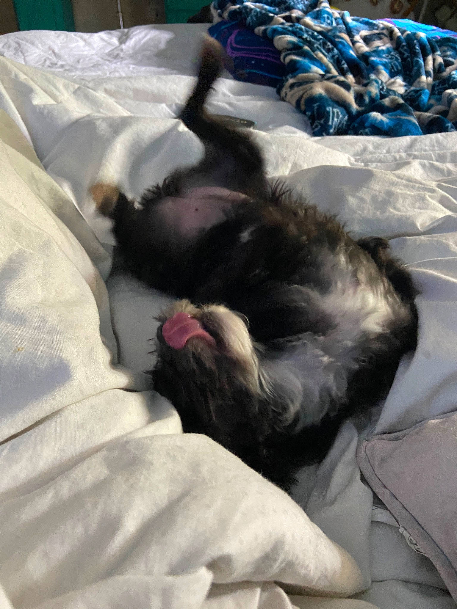 Lyla joined the competition — help win amazing prizes! bed_sheet, canidae, nap, sleep, sporting_group