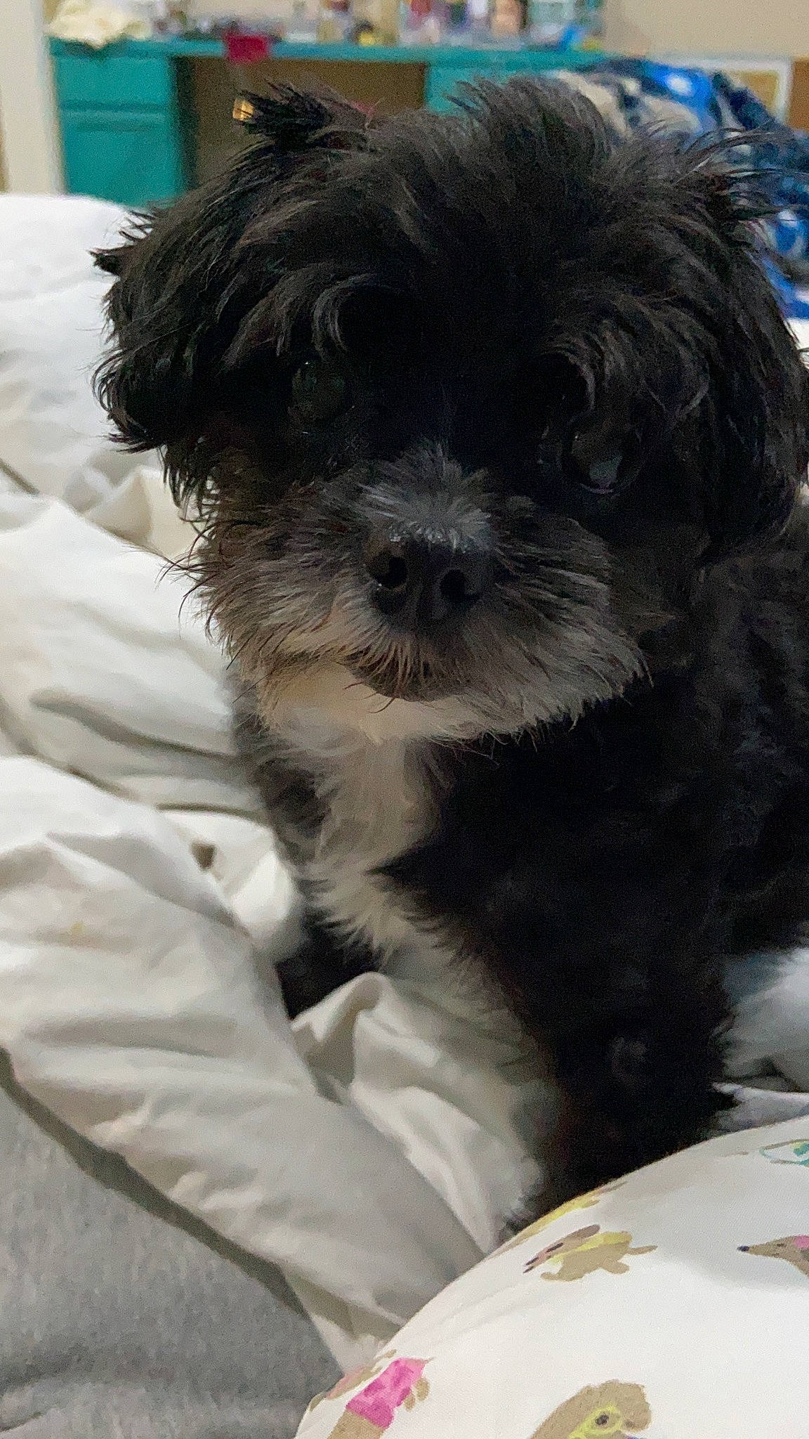 Lyla joined the competition — help win amazing prizes! affenpinscher, bolonka, canidae, carnivore, cavapoo, chinese_imperial_dog, companion_dog, dog, dog_breed, kyi_leo, maltepoo, mammal, morkie, pekapoo, poodle_crossbreed, puppy, schnoodle, shih_poo, shih_tzu, vertebrate