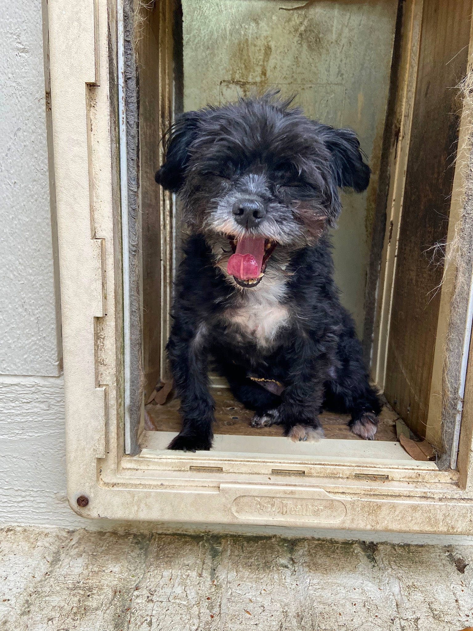 Lyla is registered to the contest to win money with this photo: affenpinscher, bolonka, canidae, carnivore, dog, dog_breed, havanese, mammal, miniature_schnauzer, morkie, poodle_crossbreed, puppy, rare_breed_dog, schnoodle, snout, sporting_group, sporting_lucas_terrier, terrier, toy_dog, vertebrate