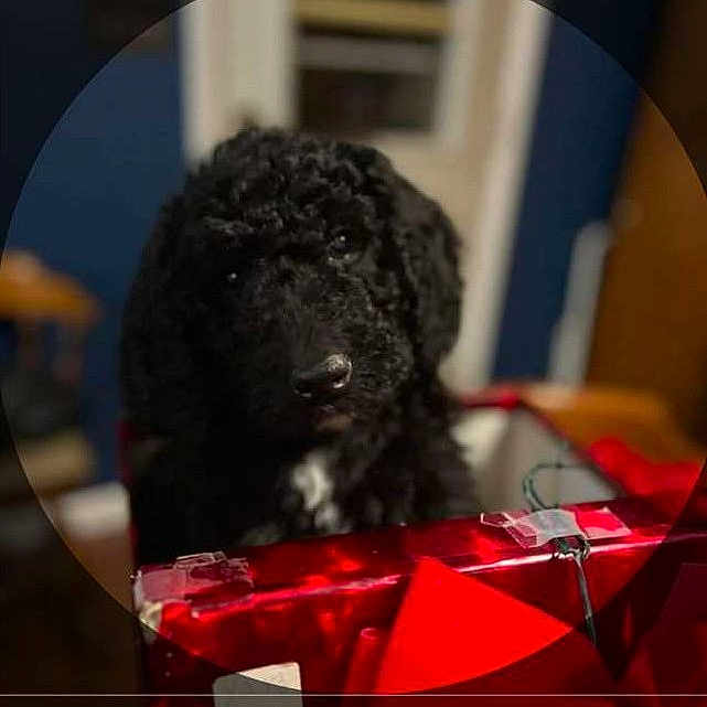 Willow joined the competition — help win amazing prizes! animal, box, canine, cockerspaniel, couch, dog, furniture, gift, newfoundland, pet, poodle, puppy, snout, toy