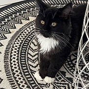 Bali participe au concours pour gagner de l'argent avec cette photo : animal, black_and_white, cables, cat, cute, feline, fluffy, furniture, geometric, indoors, patterned_rug, paws, pet, portrait, sitting, text_overlay, tuxedo_cat, whiskers, white_chest, yellow_eyes