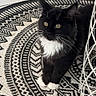 animal, black_and_white, cables, cat, cute, feline, fluffy, furniture, geometric, indoors, patterned_rug, paws, pet, portrait, sitting, text_overlay, tuxedo_cat, whiskers, white_chest, yellow_eyes