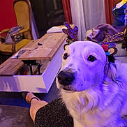 Ulyss participe au concours pour gagner de l'argent avec cette photo : dog, reindeer_ears, pet, living_room, furniture, chair, table, curtains, person, legs, footwear, couch, blanket, indoors, cozy, festive, decor, relaxed, animal, companion