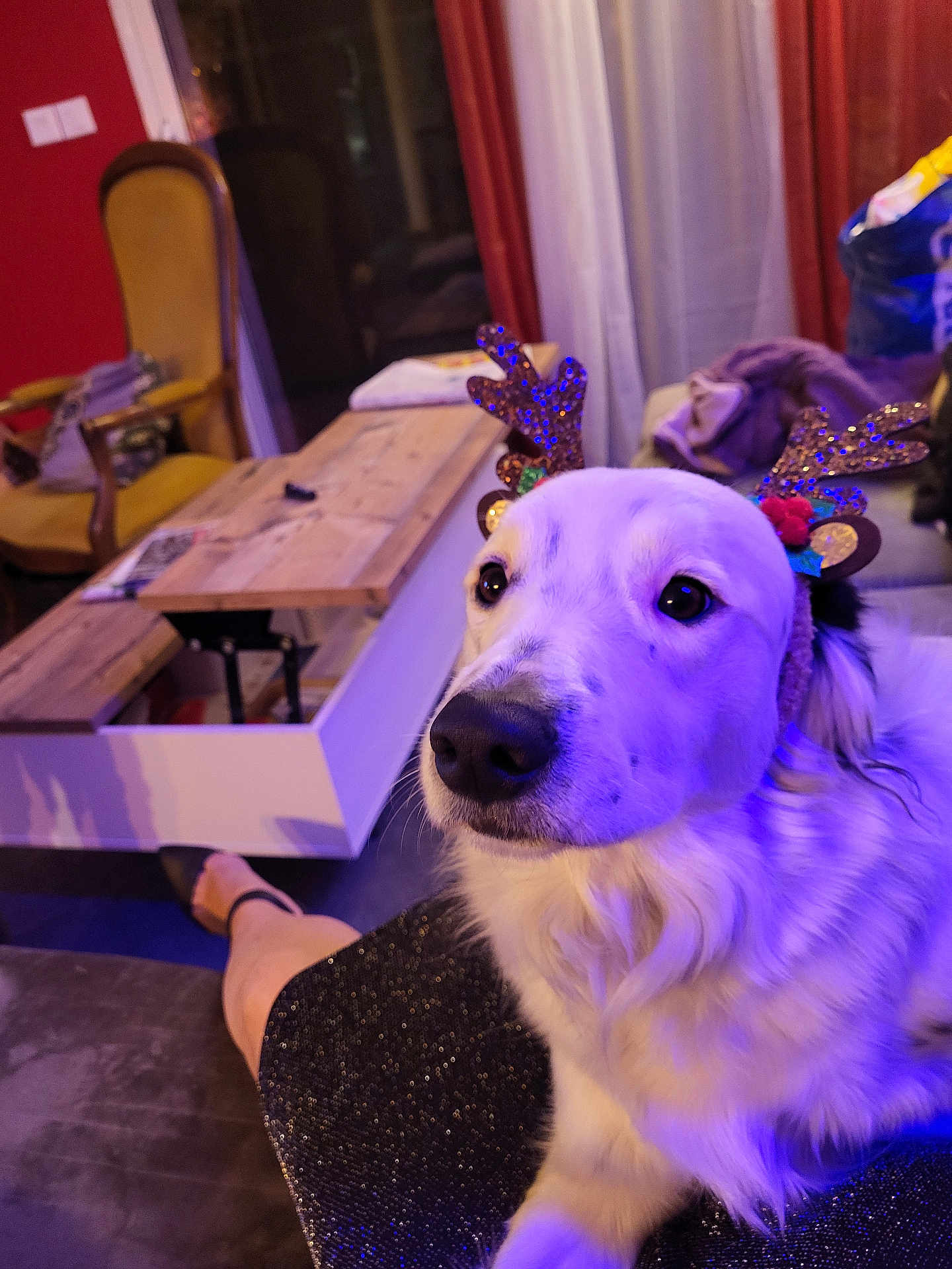 Ulyss participe au concours pour gagner de l'argent avec cette photo : dog, reindeer_ears, pet, living_room, furniture, chair, table, curtains, person, legs, footwear, couch, blanket, indoors, cozy, festive, decor, relaxed, animal, companion