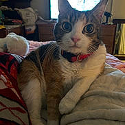 Lilgirl is registered to the contest to win money with this photo: cat, tabby, pet, indoor, bed, blanket, collar, feline, animal, fur, whiskers, cute, curious, domestic, cozy, resting, soft_lighting, living_room, television, household