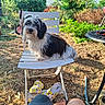 Ambre participe au concours pour gagner de l'argent avec cette photo : backyard, dog, fur, garden, grass, greenery, hose, legs, nature, outdoor, person, pet, plastic_chair, relaxing, shadows, slippers, summer, sunlight, table, white_chair