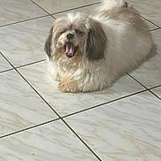 Hunter joined the competition — help win amazing prizes! dog, pet, indoor, floor, tile_floor, yawning, fluffy, white, brown, small_dog, office_chair, relaxed, cute, animal, companion, domestic, home, laying, tongue, fur