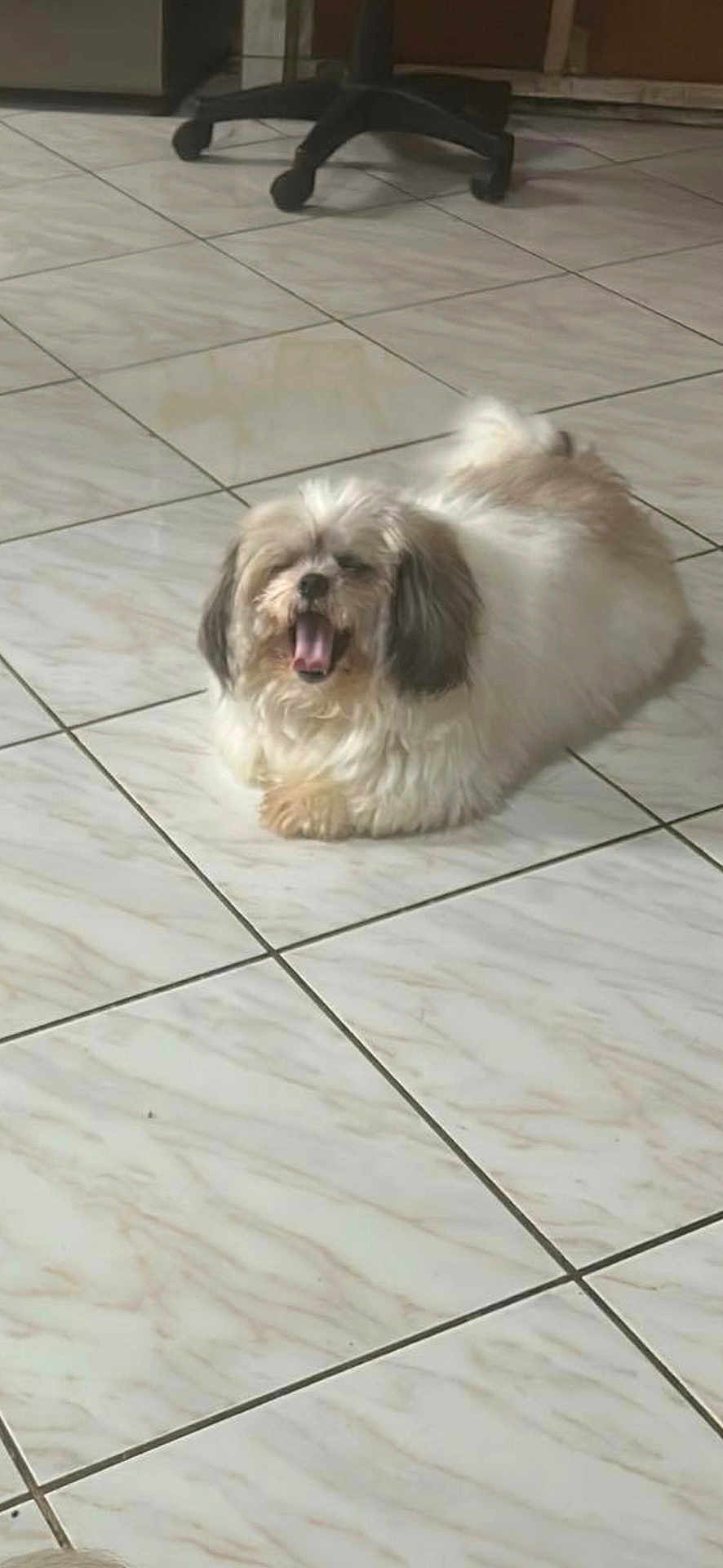 Hunter joined the competition — help win amazing prizes! dog, pet, indoor, floor, tile_floor, yawning, fluffy, white, brown, small_dog, office_chair, relaxed, cute, animal, companion, domestic, home, laying, tongue, fur