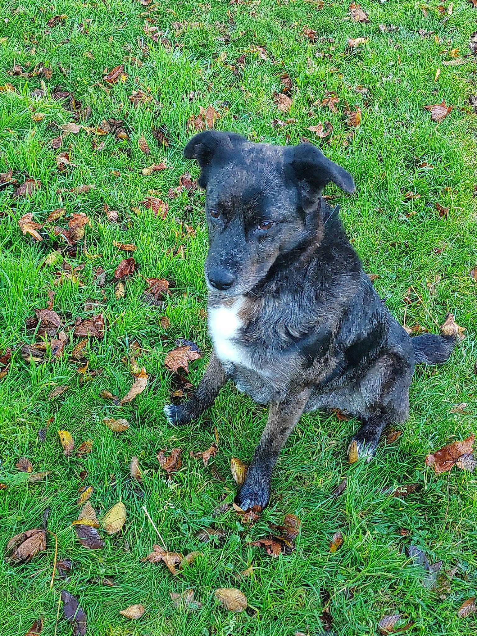 Nooky a rejoint le concours — aidez-le/la à gagner de superbes lots ! art, canidae, carnivore, companion_dog, dog, dog_breed, grass, groundcover, lawn, people_in_nature, plant, snout, sporting_group, terrestrial_animal, working_animal