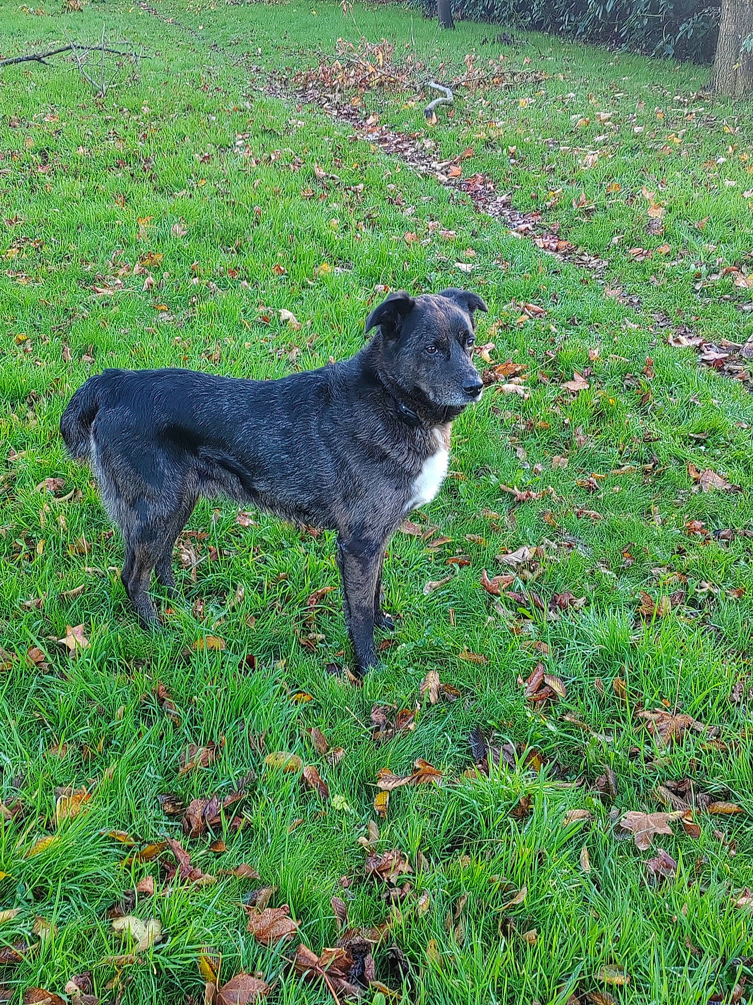 Nooky a rejoint le concours — aidez-le/la à gagner de superbes lots ! canidae, carnivore, companion_dog, coquelicot, dog, dog_breed, grass, grass_family, grassland, groundcover, gun_dog, herbaceous_plant, pasture, plant, shrub, tail, terrestrial_animal, working_animal