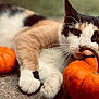Bean joined the competition — help win amazing prizes! cat, calico, pumpkin, orange, stem, autumn, fall, curious, animal, pet, whiskers, outdoor, closeup, lying_down, nature, feline, cute, holiday, harvest, seasonal