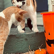 Bean joined the competition — help win amazing prizes! cat, cats, orange_cat, calico_cat, pumpkin, halloween, porch, outdoor, animal, pet, whiskers, curious, fall, decor, orange_bucket, close_up, two_animals, nature, playful, cute