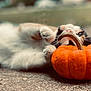 Bean is registered to the contest to win money with this photo: cat, pumpkin, orange, fur, paws, playful, outdoor, blurred_background, fall, autumn, pet, closeup, texture, nature, animal, leaf, stem, relaxed, cute, ground