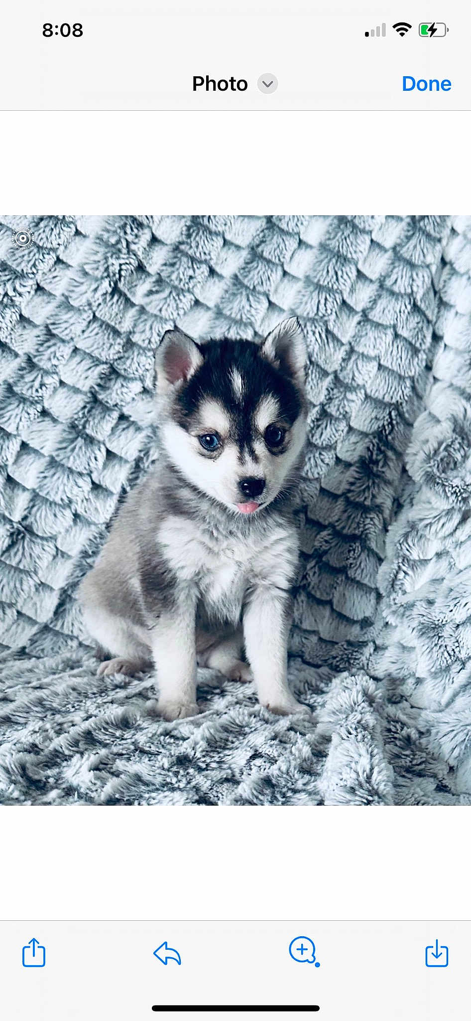 Bella