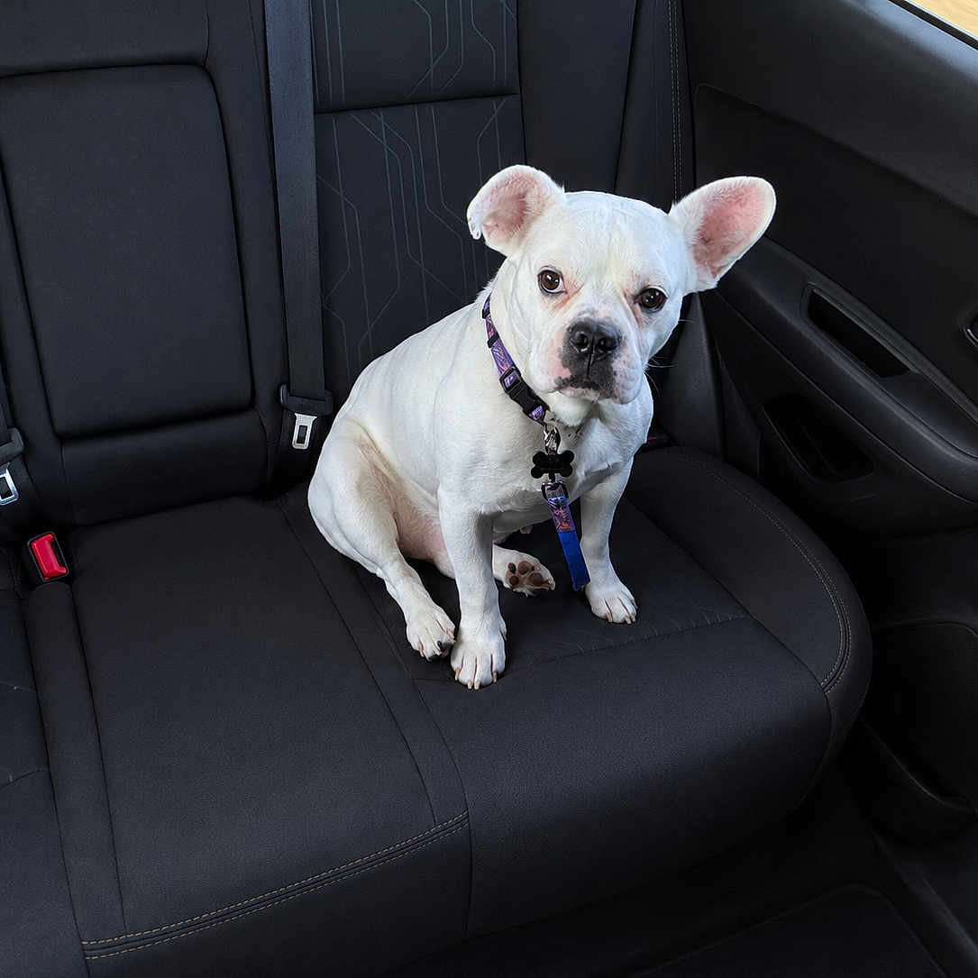 Galen Erso joined the competition — help win amazing prizes! dog, french_bulldog, white_dog, pet, car_interior, backseat, seatbelt, collar, sitting, black_upholstery, window, ear, paw, leather_seat, vehicle, cute, animal, companion, domestic_animal, looking