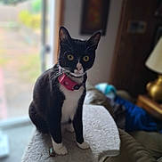 Raven joined the competition — help win amazing prizes! cat, black_and_white, indoor, pet, feline, collar, curious, yellow_eyes, carpeted_perch, window, lamp, furniture, domestic_animal, whiskers, ears, sitting, close_up, focused, house, cozy