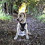 dog, animal, canine, harness, forest, path, nature, greenery, trees, sunlight, outdoor, sitting, pet, mammal, leaf, woodland, happy, daylight, trail, environment