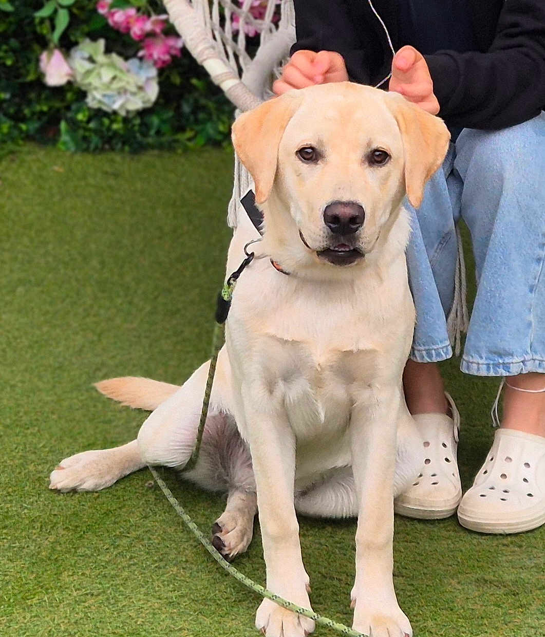 Missy a rejoint le concours — aidez-le/la à gagner de superbes lots ! dog, golden_retriever, labrador, grass, person, jeans, crocs, leash, flower, greenery, outdoor, pet, animal, sitting, playful, hand_gesture, casual_clothing, paw, nose, ears