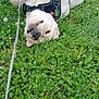 Missy a rejoint le concours — aidez-le/la à gagner de superbes lots ! dog, white_dog, grass, flowers, leash, harness, playful, outdoor, nature, greenery, pet, canine, relaxed, lying_down, summer, cheerful, animal, cute, garden, fun