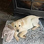 Missy a rejoint le concours — aidez-le/la à gagner de superbes lots ! puppy, dog, indoor, floor, mat, blanket, tile, stove, wood, furniture, resting, pet, cozy, animal, young, cute, fur, laying_down, domestic, relaxed