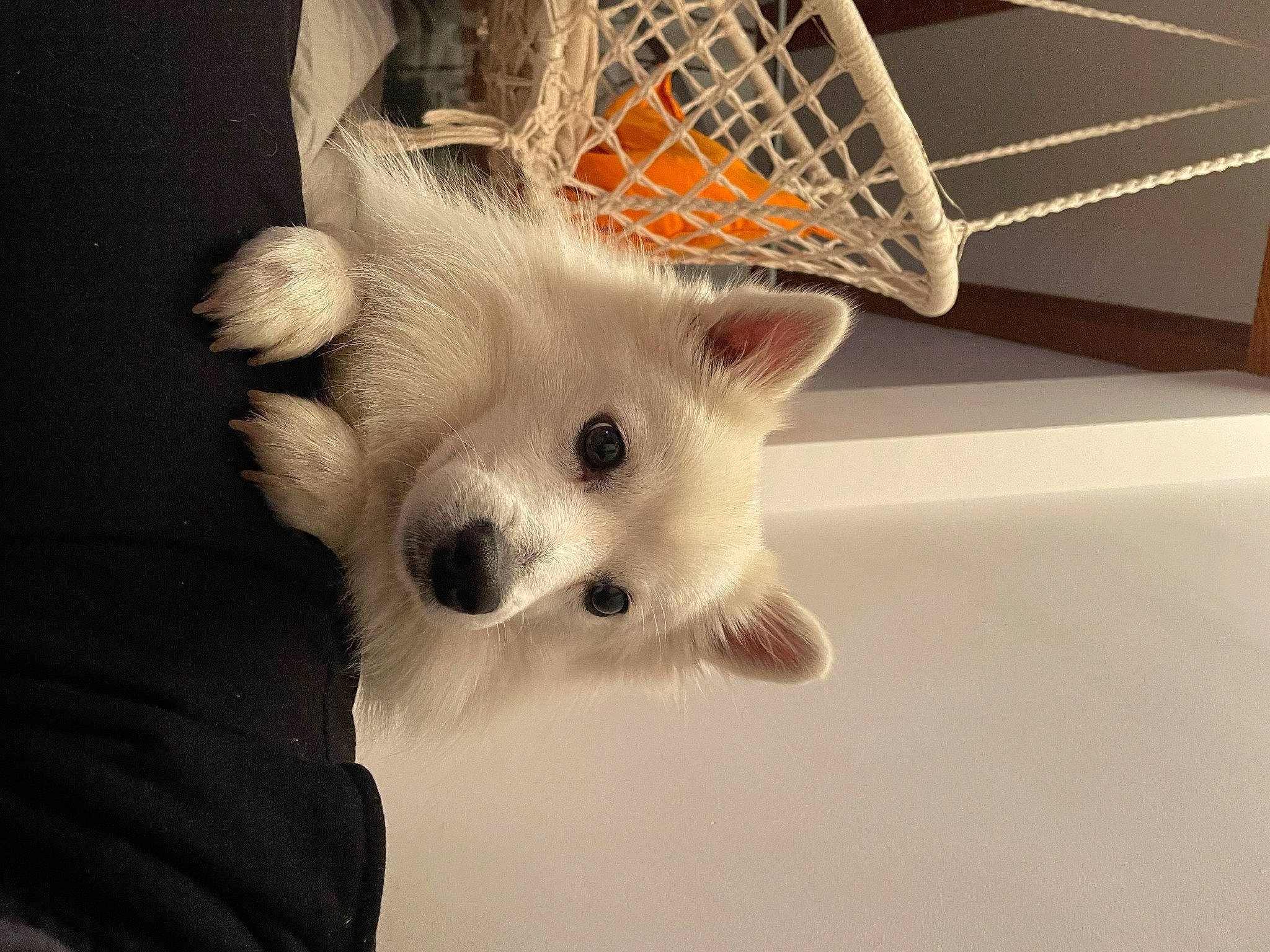 Mammooth joined the competition — help win amazing prizes! canidae, carnivore, companion_dog, dog, dog_breed, dog_supply, eyelash, fashion_accessory, fawn, felidae, fur, pet_supply, snout, sporting_group, tail, terrestrial_animal, toy_dog, volpino_italiano, whiskers, working_animal