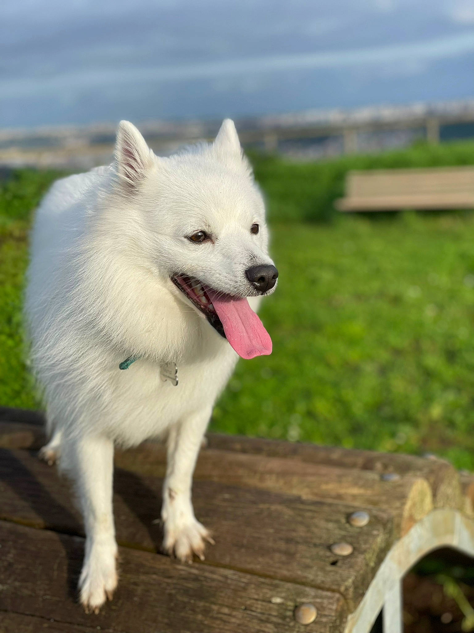 Mammooth is registered to the contest to win money with this photo: american_eskimo_dog, canidae, canis, carnivore, cloud, companion_dog, dog, dog_breed, fur, grass, japanese_spitz, non_sporting_group, outdoor_furniture, plant, sky, spitz, sporting_group, terrestrial_animal, wood, working_animal