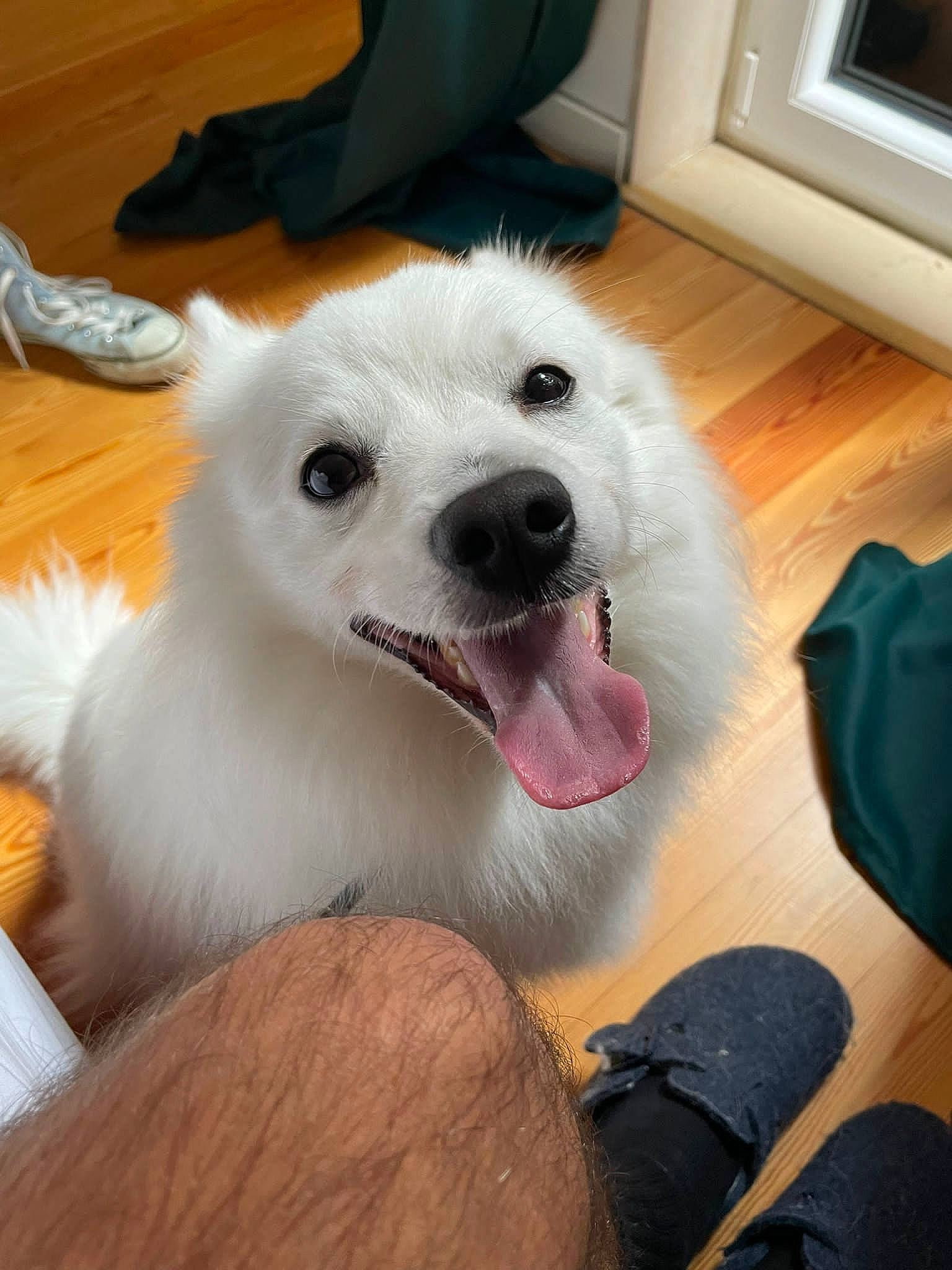 Mammooth joined the competition — help win amazing prizes! carnivore, comfort, companion_dog, dog, dog_breed, ear, eye, fang, flooring, fur, happy, home_appliance, jaw, samoyed, snout, spitz, sporting_group, television, whiskers, working_animal