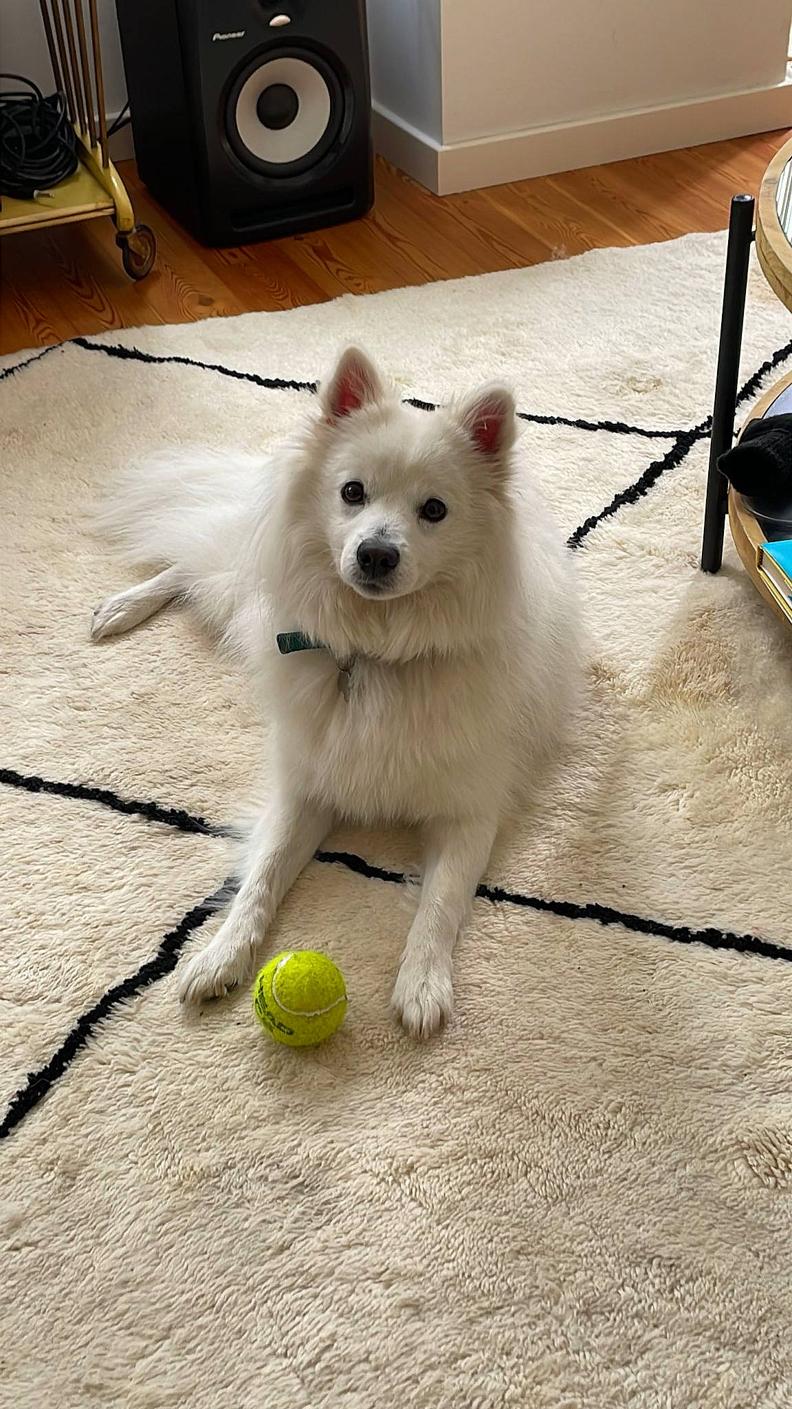 Mammooth joined the competition — help win amazing prizes! american_eskimo_dog, canidae, carnivore, companion_dog, dog, dog_breed, dog_supply, flooring, fur, german_spitz, japanese_spitz, samoyed, snout, spitz, sporting_group, studio_monitor, tail, tennis_ball, volpino_italiano, working_animal