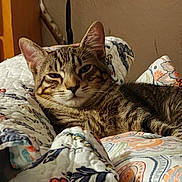 Lucky joined the competition — help win amazing prizes! cat, tabby, quilt, patterned, indoor, relaxed, feline, pet, resting, cozy, animal, fur, striped, cute, domestic, comfort, sleepy, bedroom, home, cute_pet