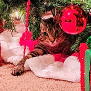 Lucky Boy is registered to the contest to win money with this photo: animal, carpet, cat, christmas_lights, christmas_tree, cozy, curious, decoration, festive, greenery, holiday, holiday_decor, indoor, ornament, paw, pet, red_ball, red_tinsel, tabby_cat, white_fabric
