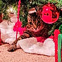 animal, carpet, cat, christmas_lights, christmas_tree, cozy, curious, decoration, festive, greenery, holiday, holiday_decor, indoor, ornament, paw, pet, red_ball, red_tinsel, tabby_cat, white_fabric