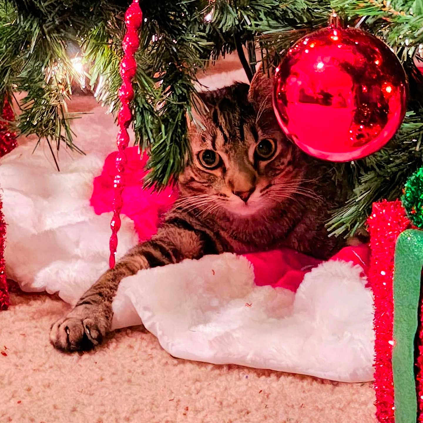 Lucky Boy is registered to the contest to win money with this photo: animal, carpet, cat, christmas_lights, christmas_tree, cozy, curious, decoration, festive, greenery, holiday, holiday_decor, indoor, ornament, paw, pet, red_ball, red_tinsel, tabby_cat, white_fabric