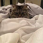 Bean is registered to the contest to win money with this photo: cat, tabby, pet, animal, blanket, bedroom, cozy, fur, indoors, curious, soft, resting, comfort, feline, cute, hiding, eyes, whiskers, texture, warm