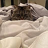 cat, tabby, pet, animal, blanket, bedroom, cozy, fur, indoors, curious, soft, resting, comfort, feline, cute, hiding, eyes, whiskers, texture, warm