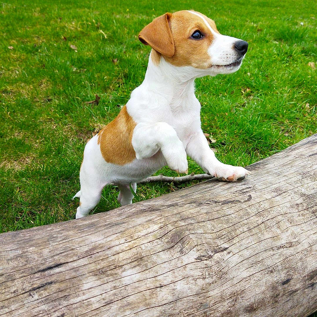 Gold a rejoint le concours — aidez-le/la à gagner de superbes lots ! accessories, animal, beagle, canine, dog, grass, hound, labradorretriever, lawn, leaf, leash, outdoors, pet, plant, puppy, strap, tree, vegetation, whitedog, wood