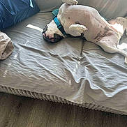 Kraig joined the competition — help win amazing prizes! dog, couch, indoor, relaxing, belly_up, sunlight, blue_collar, pillow, blanket, wooden_floor, pet, resting, sleeping, domestic_animal, fur, white_dog, black_spots, comfortable, home, casual