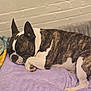 Kraig joined the competition — help win amazing prizes! dog, sleeping, brindle, white, blanket, purple, fleece, cozy, resting, pet, indoor, canine, fur, paw, snout, ears, relaxation, comfort, home, radiator
