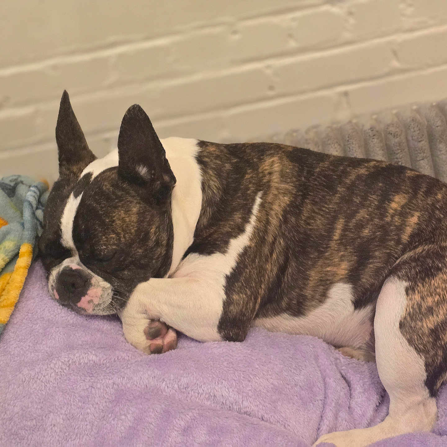 Kraig joined the competition — help win amazing prizes! blanket, brindle, canine, comfort, cozy, dog, ears, fleece, fur, home, indoor, paw, pet, purple, radiator, relaxation, resting, sleeping, snout, white