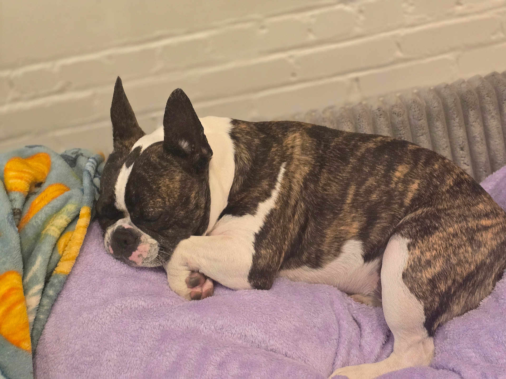 Kraig joined the competition — help win amazing prizes! dog, sleeping, brindle, white, blanket, purple, fleece, cozy, resting, pet, indoor, canine, fur, paw, snout, ears, relaxation, comfort, home, radiator