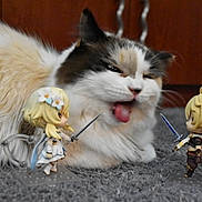 Bella joined the competition — help win amazing prizes! cat, fluffy, tongue, anime_figurine, toy, sword, battle, carpet, indoor, cute, playful, closeup, feline, figurine_stand, small_toys, face, expression, white, brown, decor